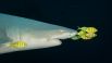Лучший снимок в категории «Природа». Рыбки золотые каранги помогают акуле ориентироваться в пространстве и поддерживают ее в чистоте в обмен на еду и защиту.
