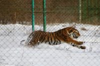 В Черниговской области в зоопарке тигр загрыз сотрудника. Иллюстративное фото