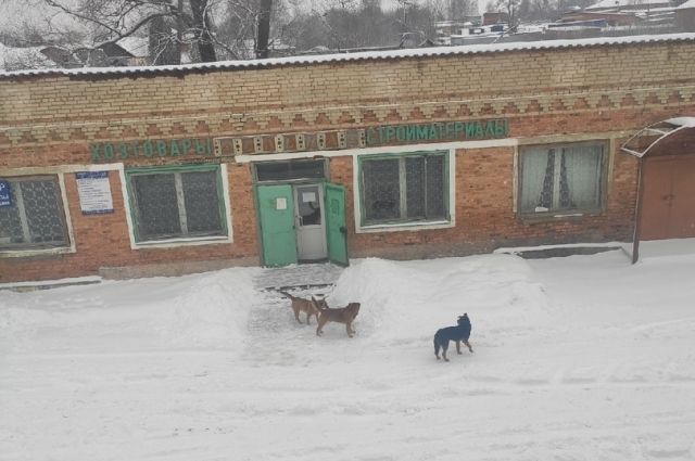 Жители Донского просят отловить агрессивных собак