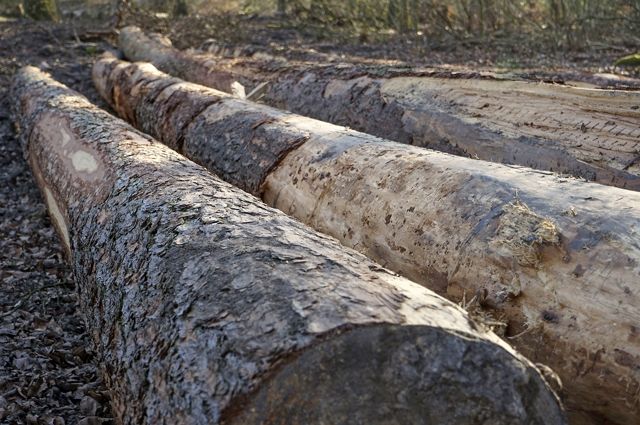 В Правдинске мужчине грозит срок за незаконный спил деревьев