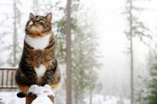 8 февраля: церковный праздник, именины, гадания, особенности этого дня