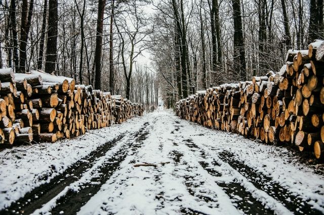 Во Владимирской области незаконно вырубили пять деревьев и похитили бурелом