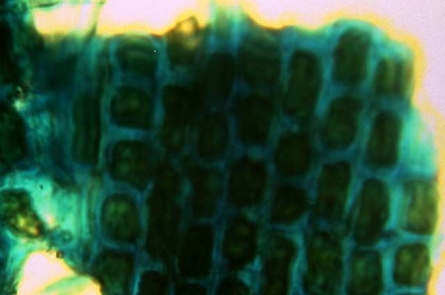 Учёные синтезировали биосорбент из ферроцианида железа и морских водорослей. 