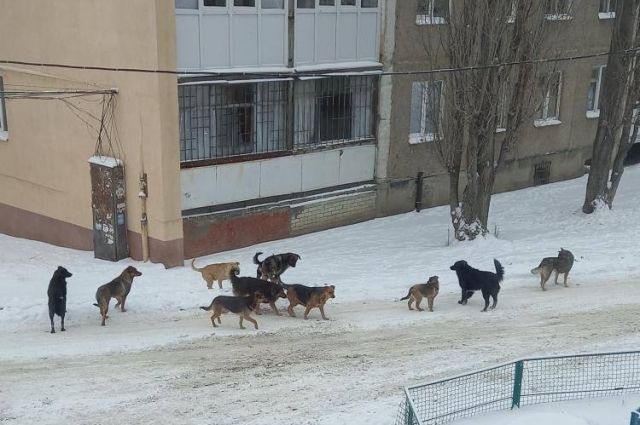 Жители Саратова не выходят на улицу с детьми из-за стаи собак
