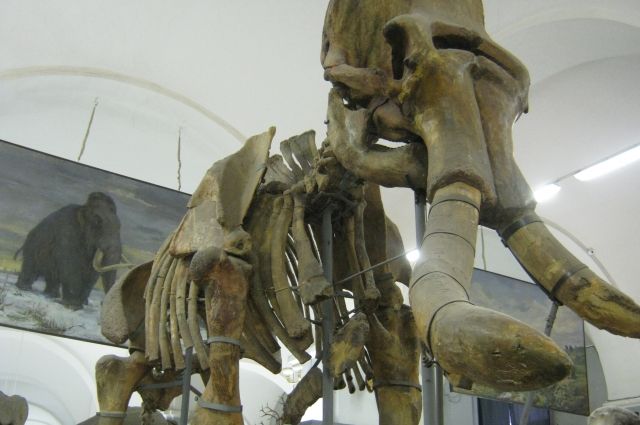 Кости Южного слона – один из экспонатов Зоологического института РАН.