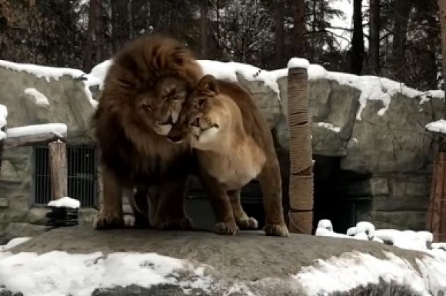 У львов в вольере царит романтика.