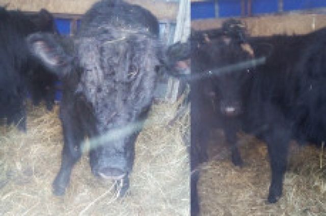 На въезде в Оренбург остановлены 34 коровы