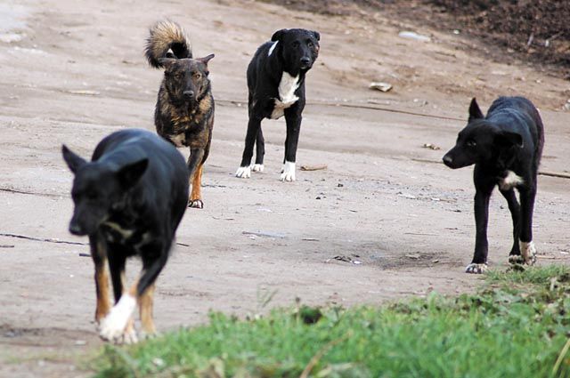 Ставропольцы жалуются на то, что в сёлах стаи собак гоняют почтальонов