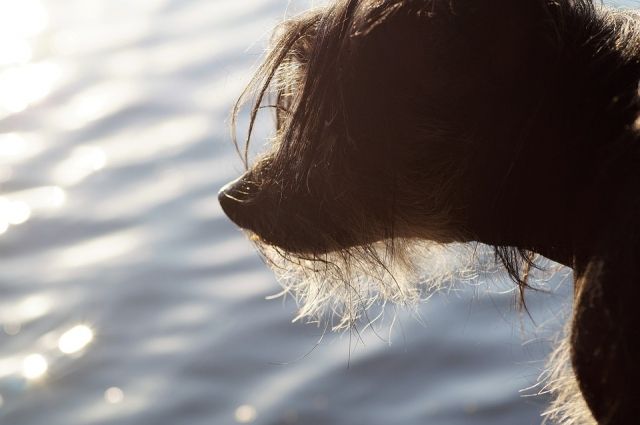 В Ноябрьске добровольцы спасли пса от жестокого хозяина 