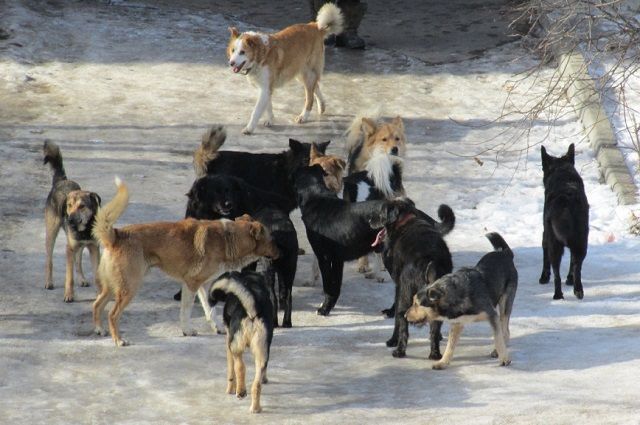 В Ленинском районе Иркутска на ребенка напала стая собак