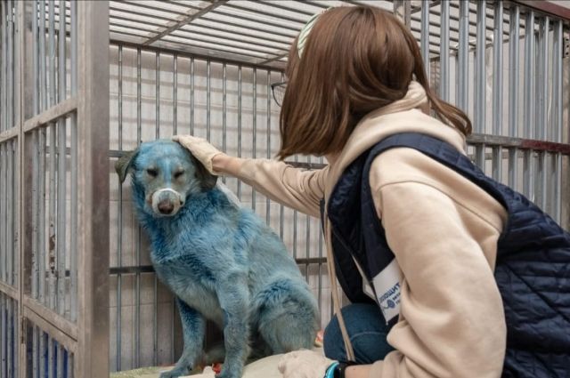 Семь синих собак из Дзержинска доставили в ветклинику Нижнего Новгорода