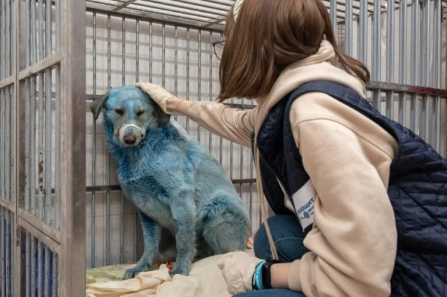 Белый Бим Синее ухо. В российском городе химиков появились голубые собаки