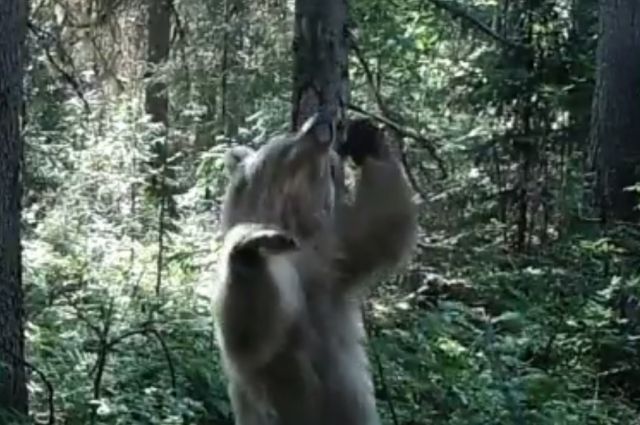 В Пермском крае танцующий медведь попал в фотоловушку