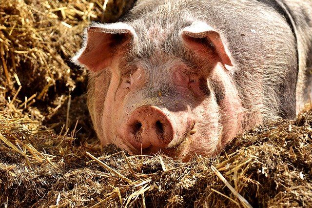 В Псковской области увеличилась численность свиней