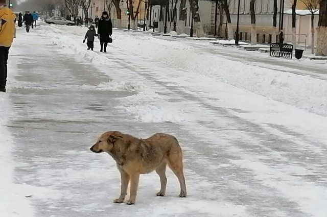 В Крымске мальчик снял куртку, чтобы укрыть ею замерзавшего в снегу щенка