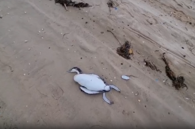 На анапском пляже нашли больше десяти таких мертвых особей.