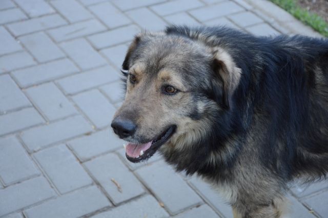 В Алексине 19 февраля проведут очередной отлов бездомных животных