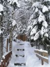  Зимний лес восхитителен: белоснежный снег кругом