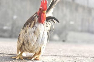 В Киевской области обнаружена вспышка птичьего гриппа