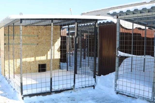 В марте 2021 в Брянске откроется приют для собак