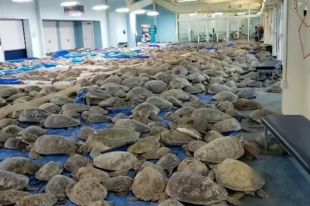 Жителям Техаса из-за небывалых морозов пришлось спасать черепах