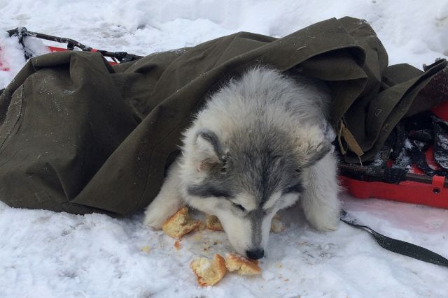 На Кубани спасли из снега собаку с переломанной лапой