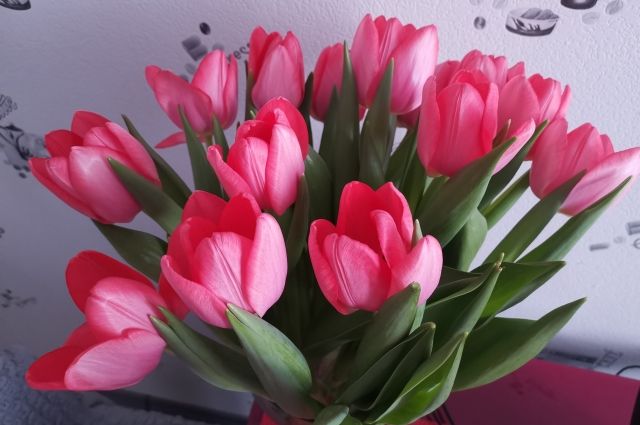 В Псковских интеграционных мастерских вырастили 4,5 тысячи тюльпанов