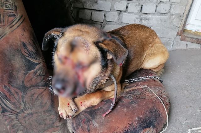 Житель Самары жестоко избил сторожевую собаку в ульяновской ГСК
