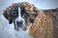 Тюменцам рассказали, как гулять с собакой в мороз