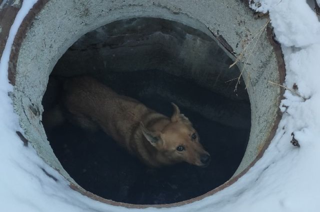 Жители Миасса спасли собаку, провалившуюся в колодец
