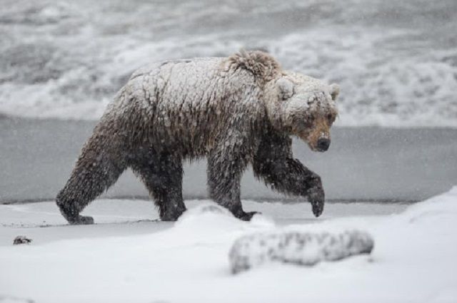 Спасатели эвакуировали из леса приморца, столкнувшегося с медведем