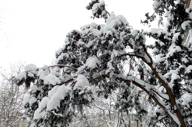 Погода в Хабаровском крае и ЕАО на 24 февраля
