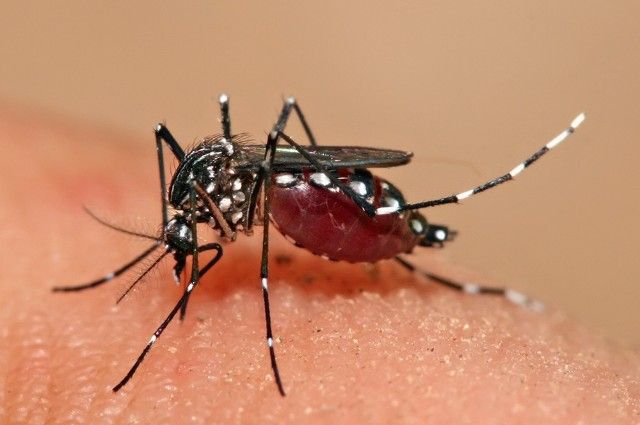 Новосибирский ученый объяснил опасность лихорадки денге