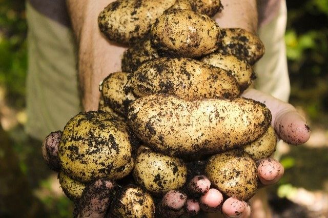 В Брянской области продается самый дешевый картофель