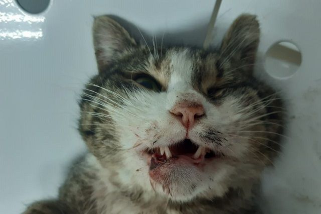 В Ставрополе сделали пластическую операцию коту