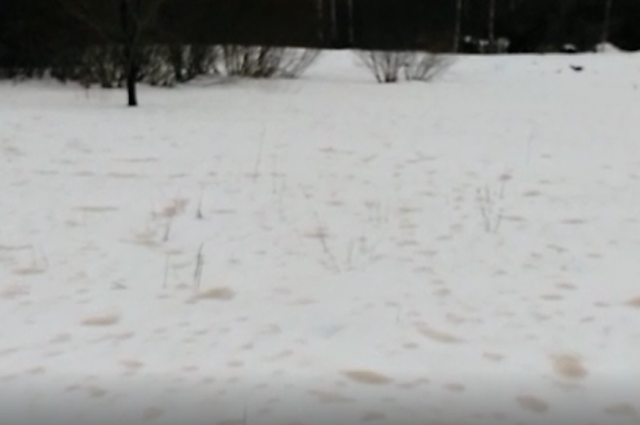 Песок из Сахары обнаружили на снегу жители Пскова