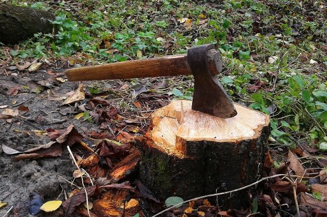 В Адыгее двоих мужчин осудили за незаконную рубку лесных насаждений