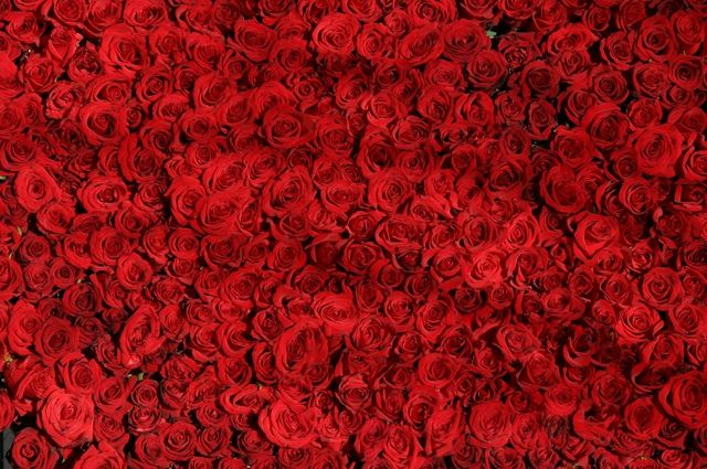 Калининградкам подарят 214 тонн цветов