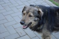 Бродячие собаки стали настоящей проблемой для Новокузнецка.