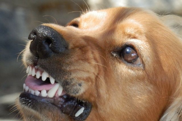 В Прикамье администрация выплатила компенсацию ребёнку за укус собаки
