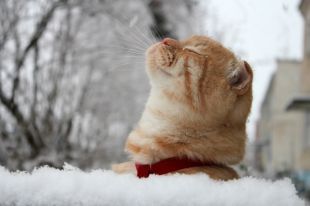 27 февраля: праздник, именины, церковный календарь, предписания дня