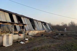 В Мукачево вспыхнул пожар в свинокомплексе: погибло 165 животных.