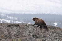 ​В Новосибирской области медведи стали чаще выходить в населенные пункты.