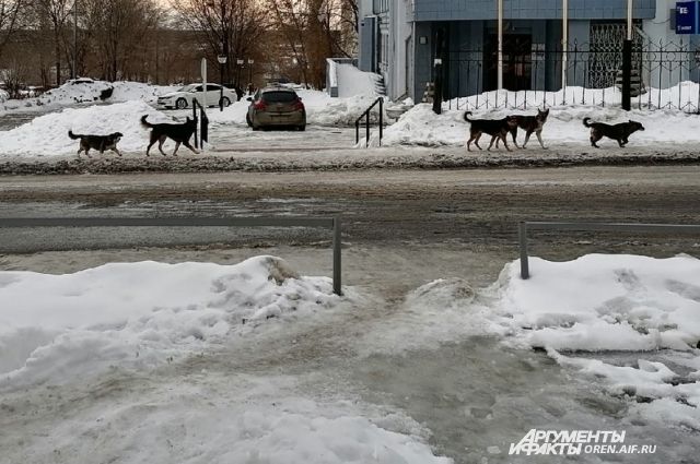В Оренбурге бродячие собаки сбиваются в стаи.
