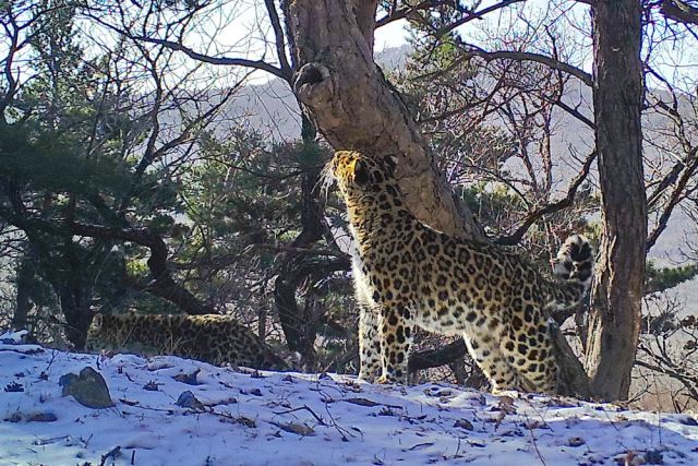 Леопард Стивена Сигала попала в браконьерскую ловушку в Китае