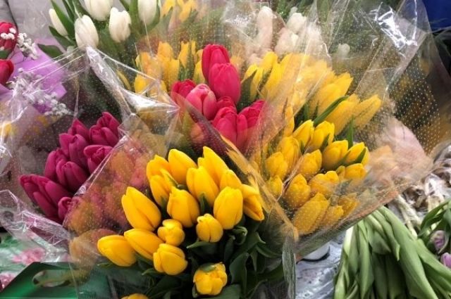 В Ульяновске к 8 марта вырастили 800 тысяч тюльпанов