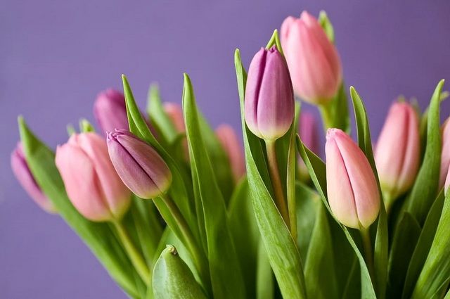 Жительницам Петропавловска к 8 марта подарят цветочную выставку
