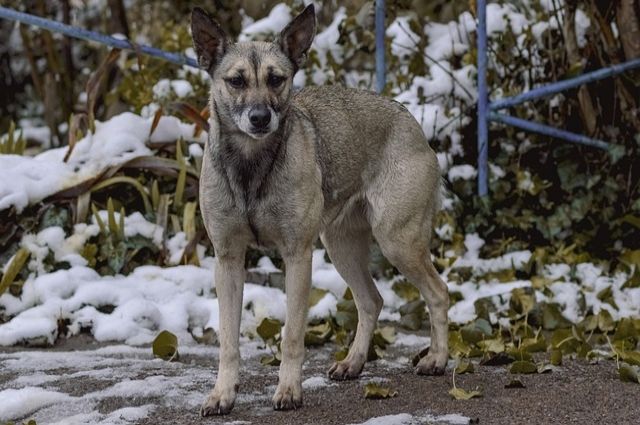 В Омске девушку сильно покусали агрессивные собаки