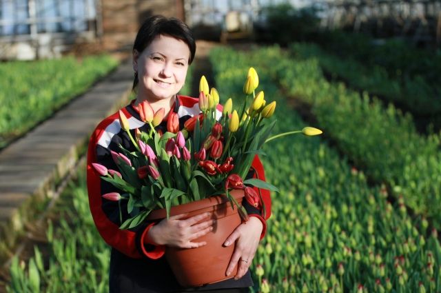 Подготовка идет полным ходом: в оренбургских теплицах выращивают миллионы цветов к 8 Марта. 