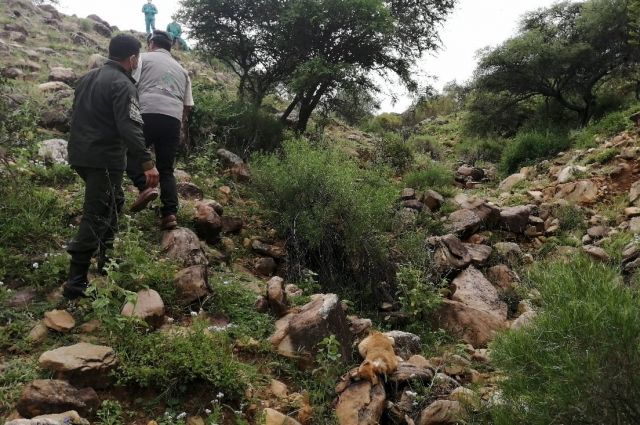 В Боливии при падении автобуса в ущелье погибли больше 20 человек